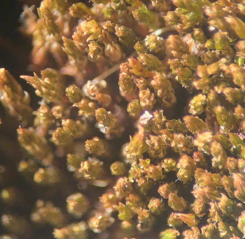Bryum oblongum